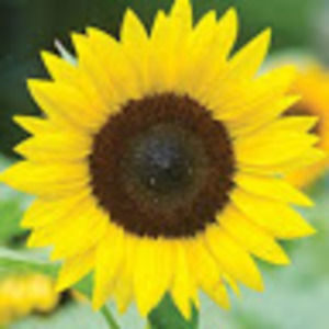 Meet your Posher, Ava